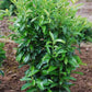 Bilde av Prunus Laurocerasus Genolia©-Spanne Plantesalg