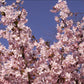 Bilde av Prunus nipponica 'Ruby'-Spanne Plantesalg