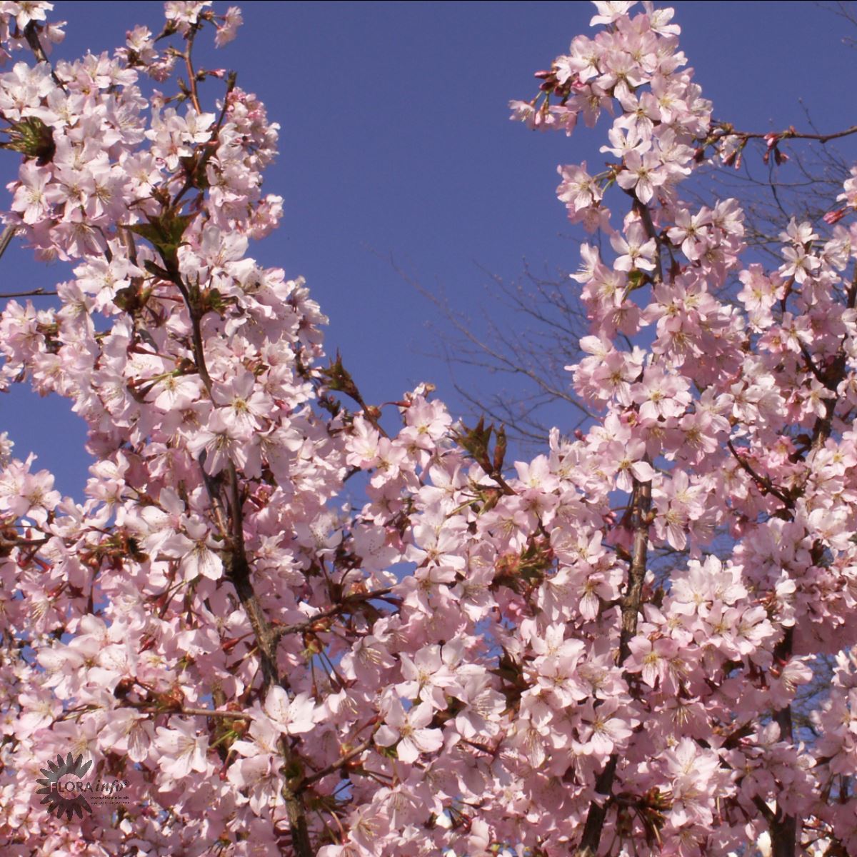 Bilde av Prunus nipponica 'Ruby'-Spanne Plantesalg