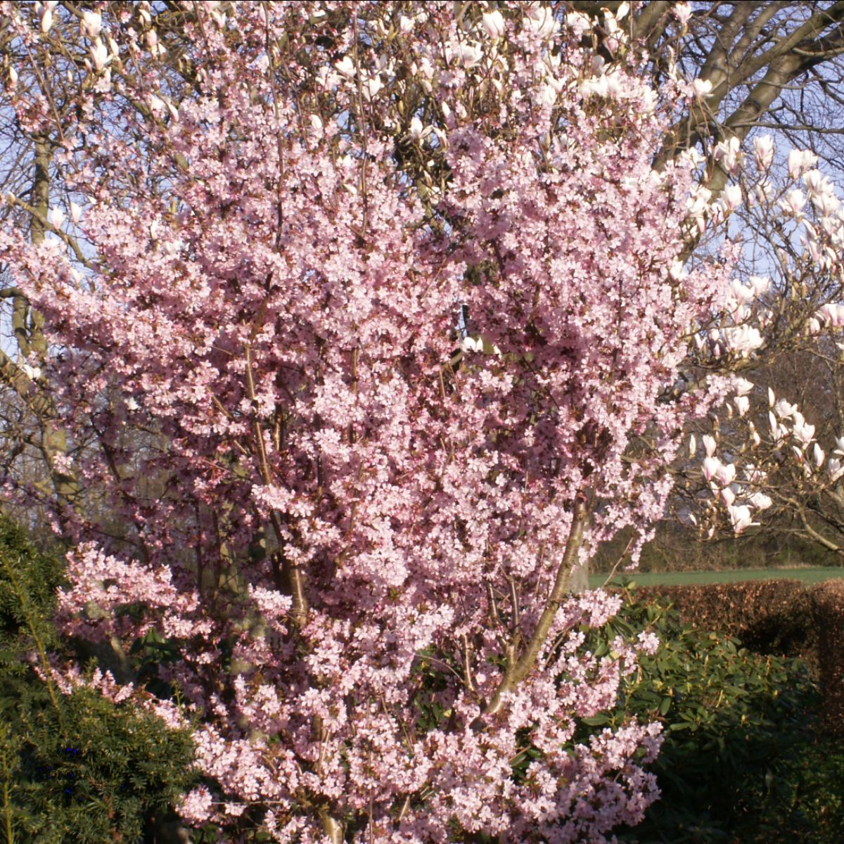 Bilde av Prunus nipponica 'Ruby'-Spanne Plantesalg