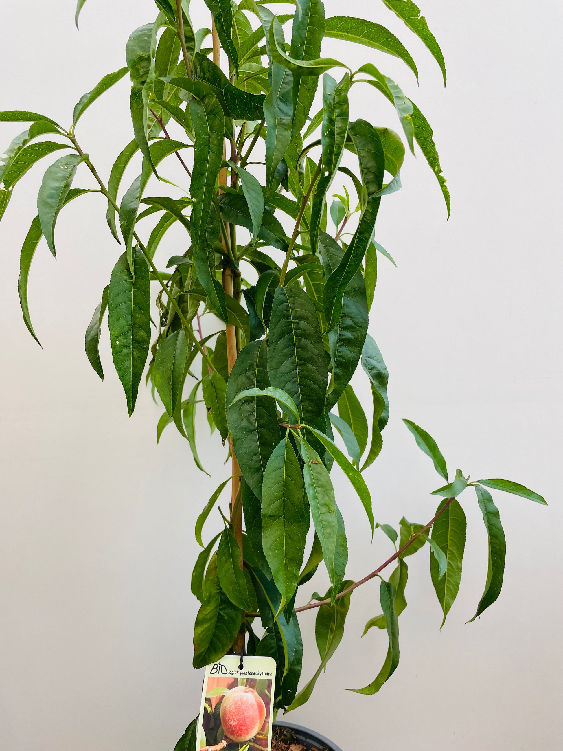 Bilde av Prunus Persia ‘Frost'-Spanne Plantesalg