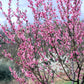 Bilde av Prunus persica 'Flavortop' Nektarin-Spanne Plantesalg