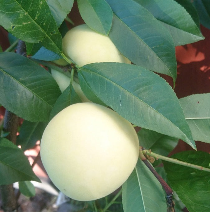 Bilde av Fersken 'Ice Peach'-Spanne Plantesalg