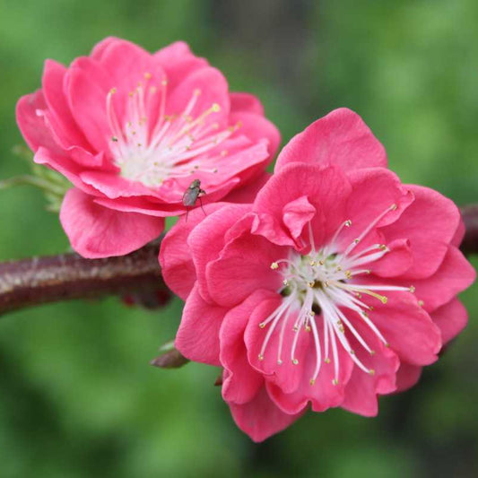 Bilde av Prunus persica 'Melred'-Spanne Plantesalg