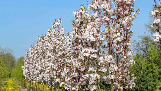 Bilde av PRUNUS SERRULATA AMANOGAWA-Spanne Plantesalg