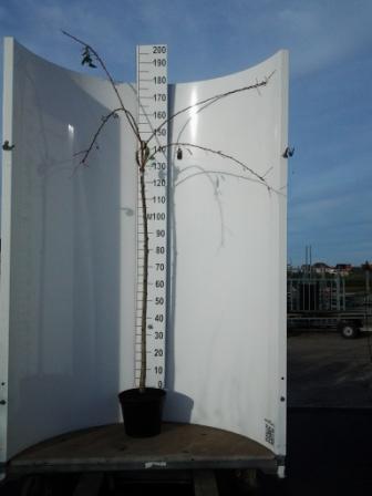 Bilde av PRUNUS SERRULATA KIKU SHIDARE ZAKURA-Spanne Plantesalg