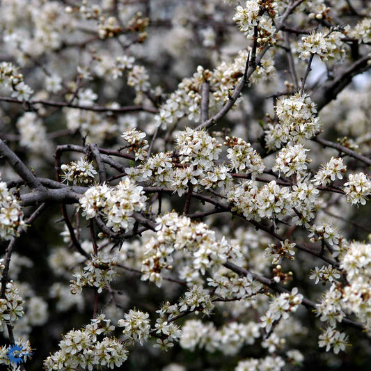 Bilde av Prunus spinosa-Spanne Plantesalg