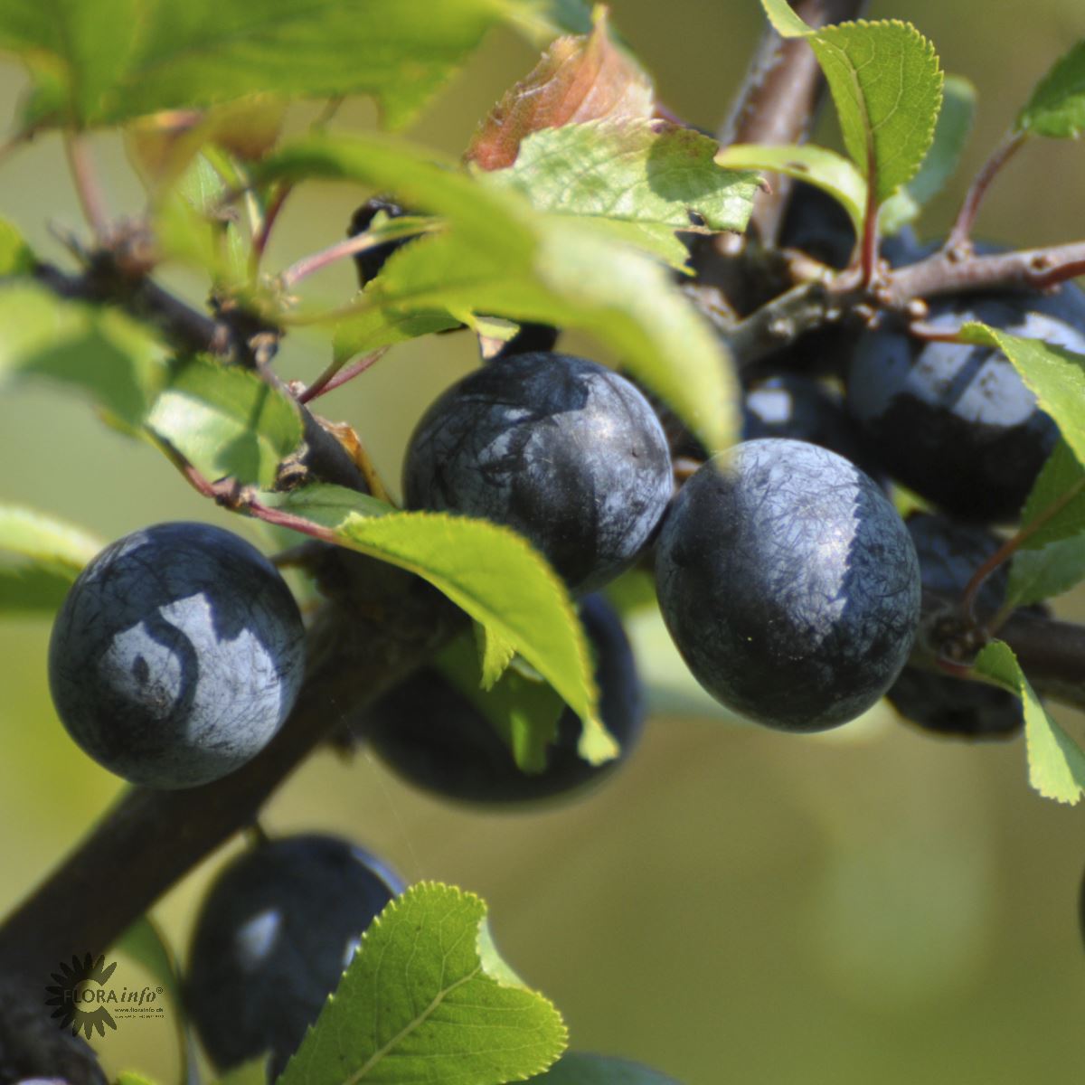 Bilde av Prunus spinosa-Spanne Plantesalg