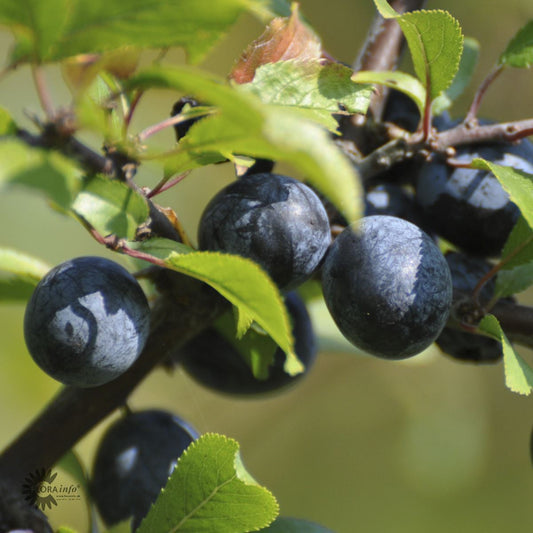 Bilde av Prunus spinosa-Spanne Plantesalg