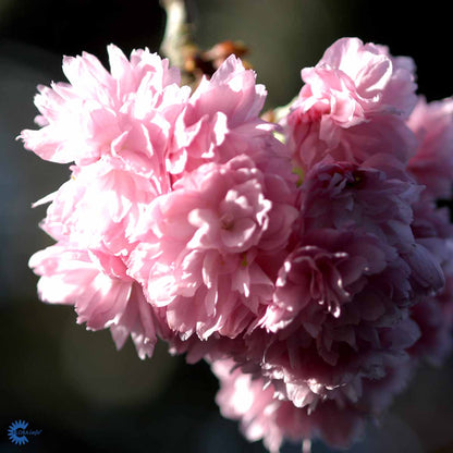 Bilde av Prunus subh. 'Pendula Rubra'-Spanne Plantesalg