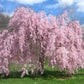 Bilde av Prunus subh. 'Pendula Rubra'-Spanne Plantesalg