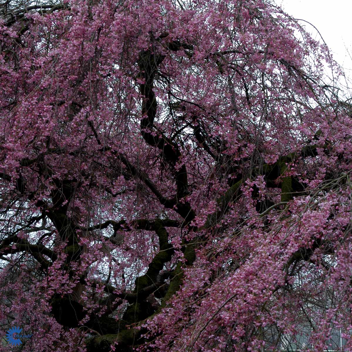 Bilde av Prunus subh. 'Pendula Rubra'-Spanne Plantesalg