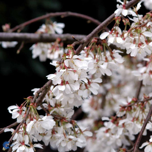 Bilde av Prunus yedoensis 'Ivensii'-Spanne Plantesalg