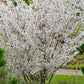 Bilde av Prunus nipponica 'Brillant'-Spanne Plantesalg