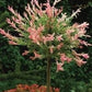 Bilde av Salix integra 'Hakuro-nishiki' 120cm st.-Spanne Plantesalg