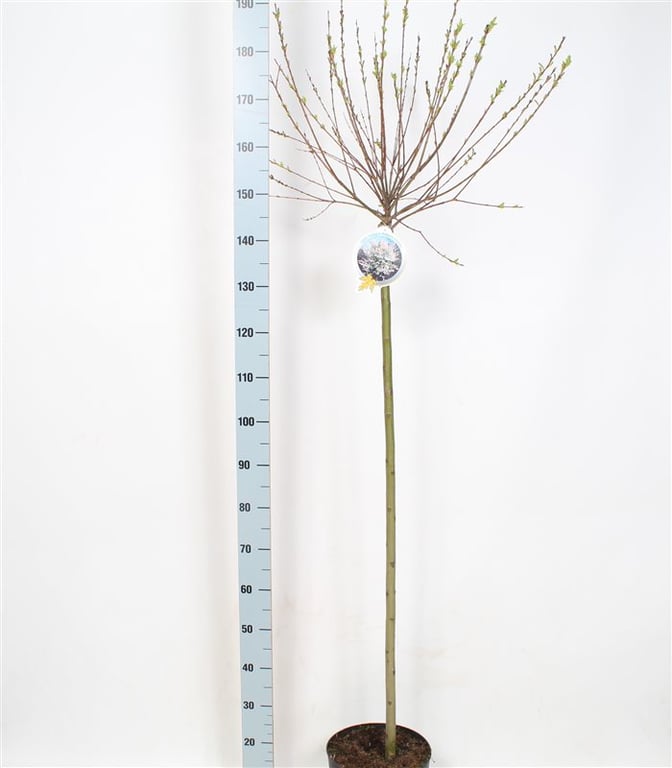 Bilde av Salix integra 'Hakuro-nishiki' 120cm st.-Spanne Plantesalg