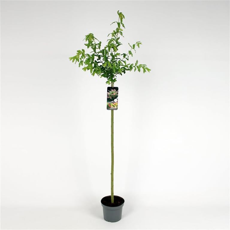 Bilde av Salix integra 'Hakuro-nishiki' 80cm st.-Spanne Plantesalg