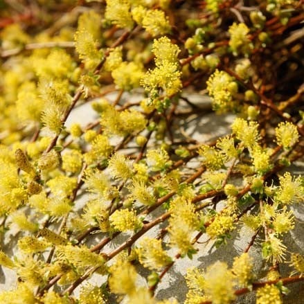 Bilde av Salix repens 'Iona'-Spanne Plantesalg