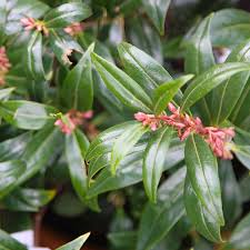 Bilde av Sarcococca hookeriana Winter Gem-Spanne Plantesalg