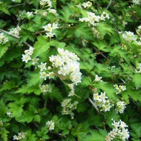 Bilde av Stephanandra incisa 'Crispa'-Spanne Plantesalg