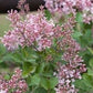 Bilde av Syringa 'Pink Perfume'-Spanne Plantesalg