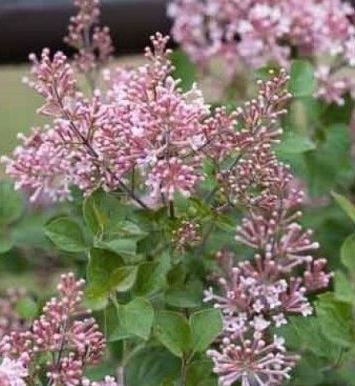 Bilde av Syringa 'Pink Perfume'-Spanne Plantesalg