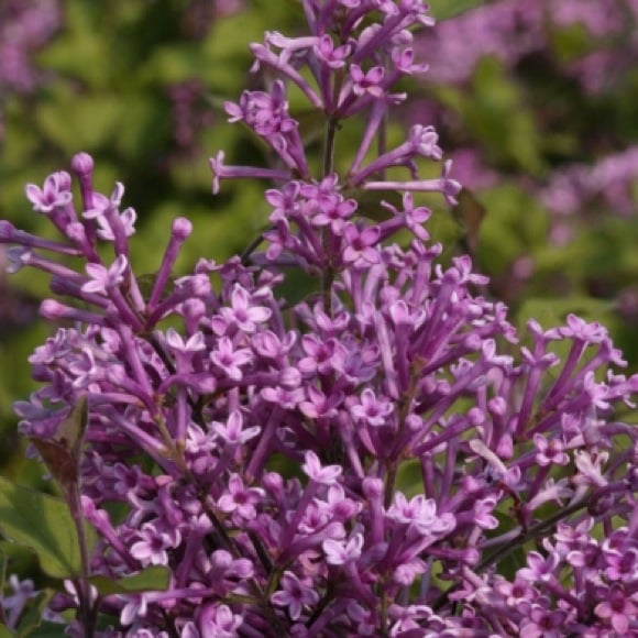 Bilde av Syringa Dark Purple-Spanne Plantesalg