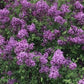 Bilde av Syringa Dark Purple-Spanne Plantesalg