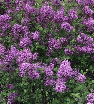 Bilde av Syringa Dark Purple-Spanne Plantesalg