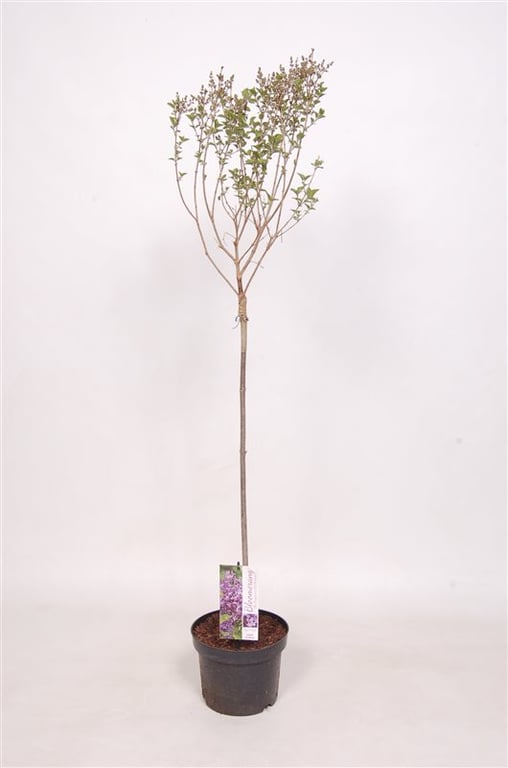 Bilde av Syringa Dark Purple-Spanne Plantesalg