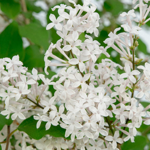 Bilde av Syringa Flowerfesta® White-Spanne Plantesalg