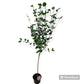 Bilde av Syringa Flowerfesta® White-Spanne Plantesalg