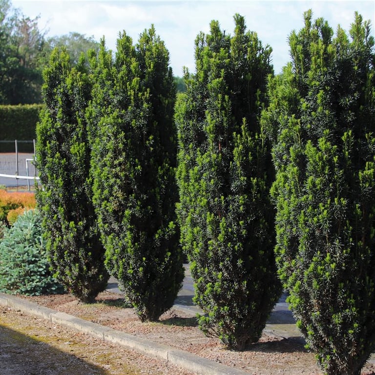 Bilde av Taxus b. 'Black Tower'-Spanne Plantesalg