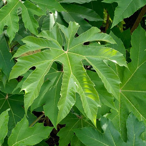 Bilde av Tetrapanax papyrifer 'Rex' C4-Spanne Plantesalg