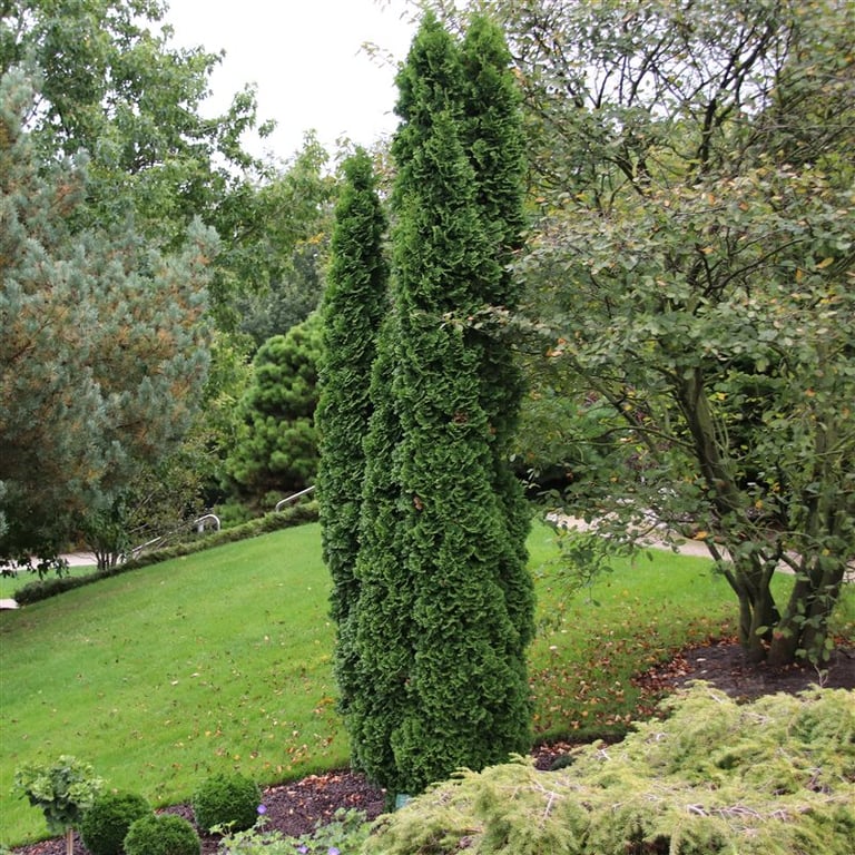 Bilde av Thuja occ. 'Degroot's Spire'-Spanne Plantesalg