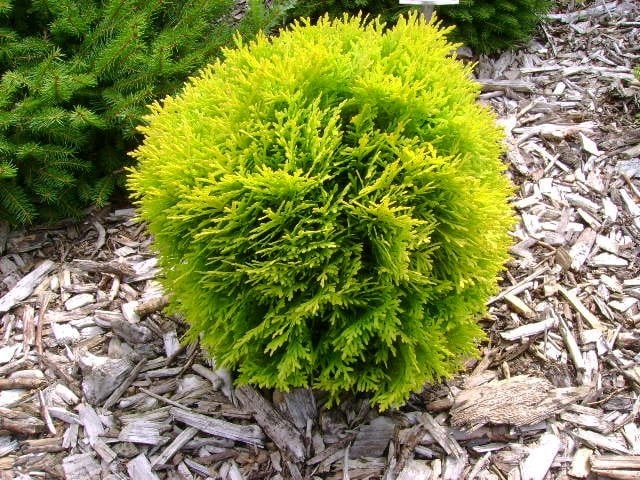 Bilde av Thuja occ. 'Mirjam'-Spanne Plantesalg