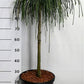 Bilde av Thuja plic. 'Whipcord' C10-Spanne Plantesalg