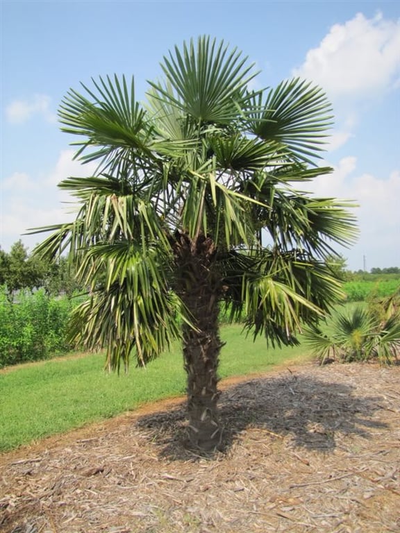 Bilde av Trachycarpus fortunei-Spanne Plantesalg