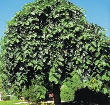 Bilde av Ulmus 'Camperdownii'-Spanne Plantesalg