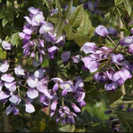 Bilde av Wisteria brach. 'Okayama'-Spanne Plantesalg