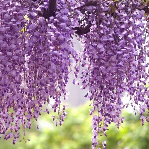 Bilde av Wisteria flor. 'Royal Purple'-Spanne Plantesalg