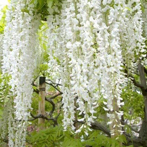 Bilde av Wisteria flor. 'Shiro-noda'-Spanne Plantesalg