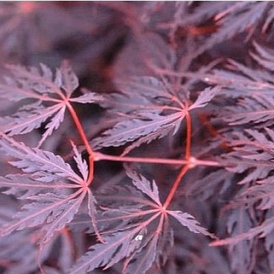 Bilde av Acer palmatum 'Firecracker'.®-Spanne Plantesalg