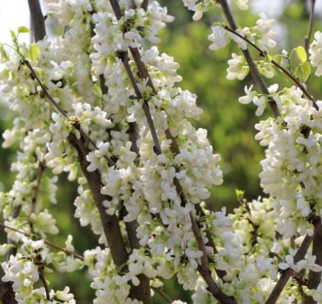 Bilde av Cercis chinensis 'Shirobana'-Spanne Plantesalg