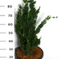 Bilde av Chamaecyparis l. 'Wissel's Saguaro'-Spanne Plantesalg