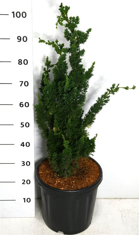 Bilde av Chamaecyparis l. 'Wissel's Saguaro'-Spanne Plantesalg