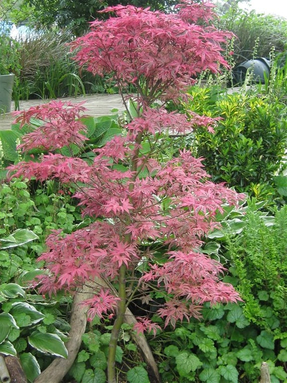 Bilde av Acer palmatum 'Shirazz'-Spanne Plantesalg