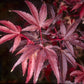 Bilde av Acer palmatum 'Skeeter's Broom'-Spanne Plantesalg