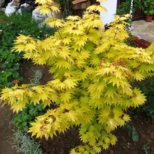 Bilde av Acer palmatum 'Summer Gold'-Spanne Plantesalg