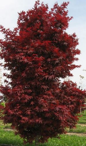 Bilde av Acer palmatum 'Twombly's Red Sentinel'-Spanne Plantesalg